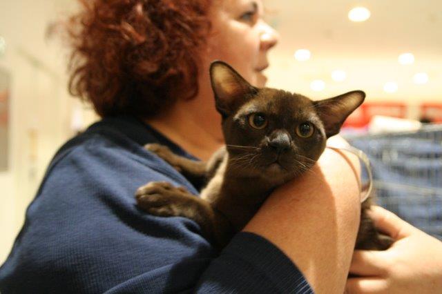 Hannibál, a legszebb burma ifjonc