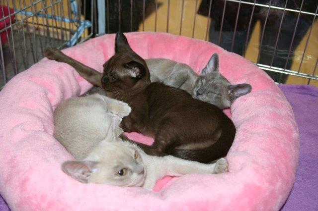 Kifeküdtek a bajnokok