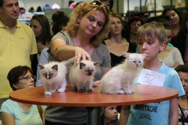 Szőrös óriások és pucér szépségek - macskakiállítás volt Budapesten