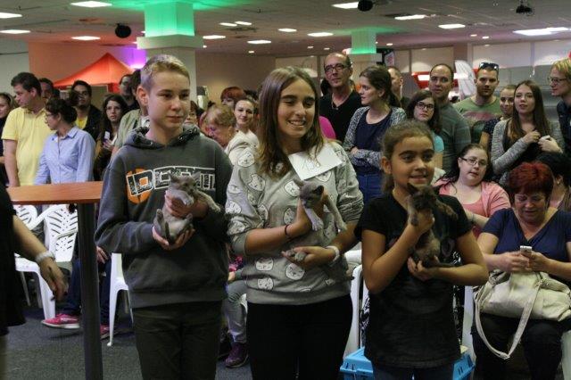 A legszebb alom  - három hónapos burmák