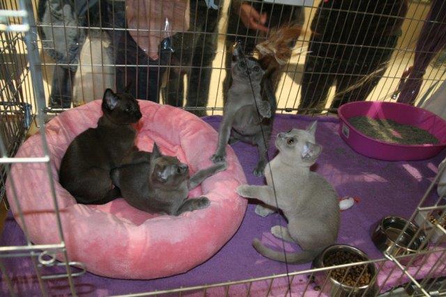 A legszebb alom - működés közben