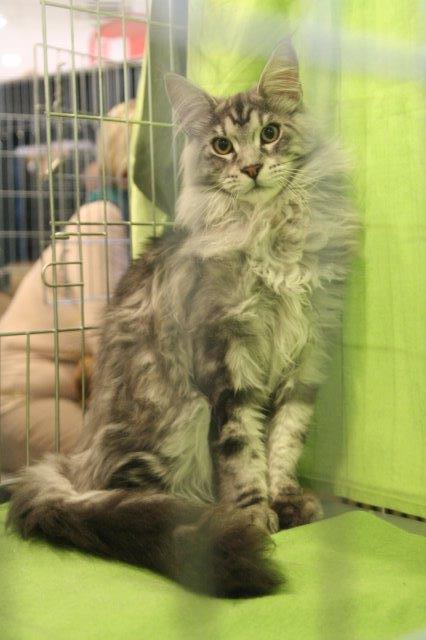 Maine Coon egy kicsit nagyobb kiszerelésben