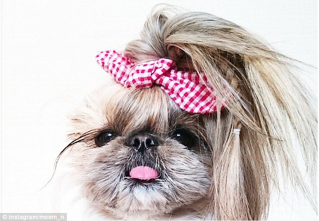 A legmenőbb kutyfrizurák A legmenőbb kutyfrizurák