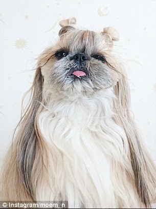 A legmenőbb kutyfrizurák