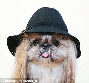 A legmenőbb kutyfrizurák A legmenőbb kutyfrizurák