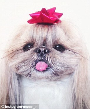 A legmenőbb kutyfrizurák A legmenőbb kutyfrizurák