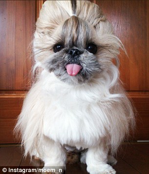 A legmenőbb kutyfrizurák