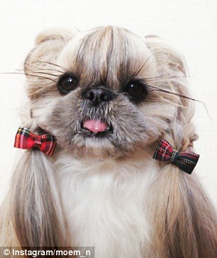 A legmenőbb kutyfrizurák