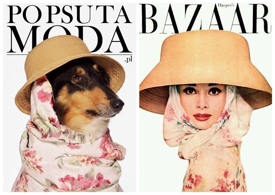 Szuper kezdeményezés: híres címlapokat fotóztak újra megmentett kutyákkal