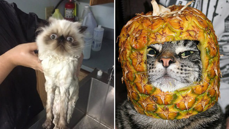 Amikor a cicagazdik bepörögnek