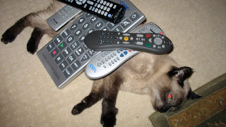 Amikor a cicagazdik bepörögnek