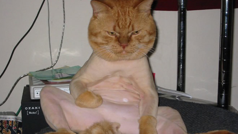 Amikor a cicagazdik bepörögnek