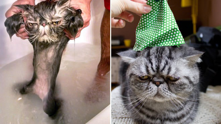 Amikor a cicagazdik bepörögnek