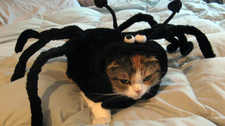 Amikor a cicagazdik bepörögnek