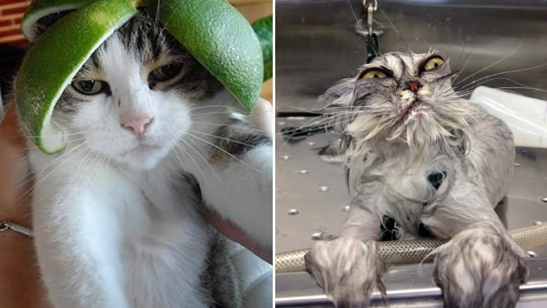 Amikor a cicagazdik bepörögnek