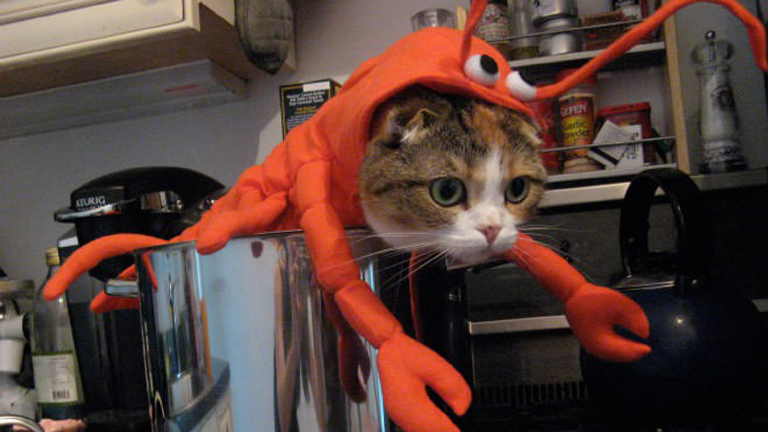 Amikor a cicagazdik bepörögnek