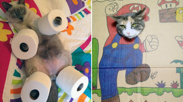 Amikor a cicagazdik bepörögnek