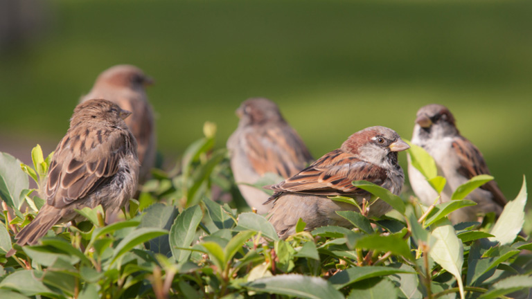 Kiderült: Vízállóbbak a verebek télen, mint nyáron