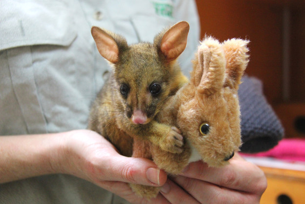 Vigyázat! Ez a bébi oposszum elrabolja a te szívedet is - cuki képek