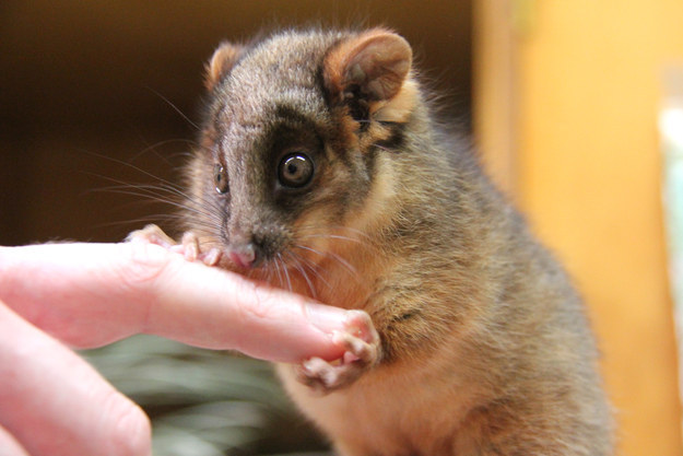 Vigyázat! Ez a bébi oposszum elrabolja a te szívedet is - cuki képek