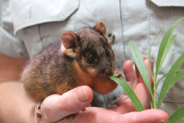 Vigyázat! Ez a bébi oposszum elrabolja a te szívedet is - cuki képek