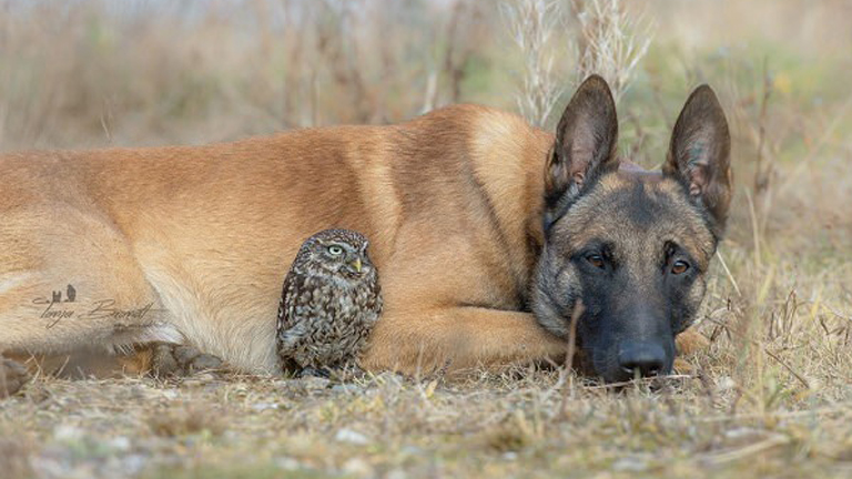 Szokatlan barátság: a kutya és a bagoly
