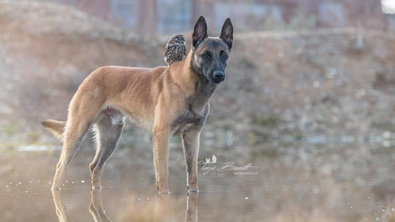 Szokatlan barátság: a kutya és a bagoly