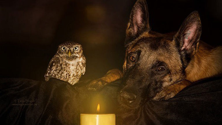 Szokatlan barátság: a kutya és a bagoly