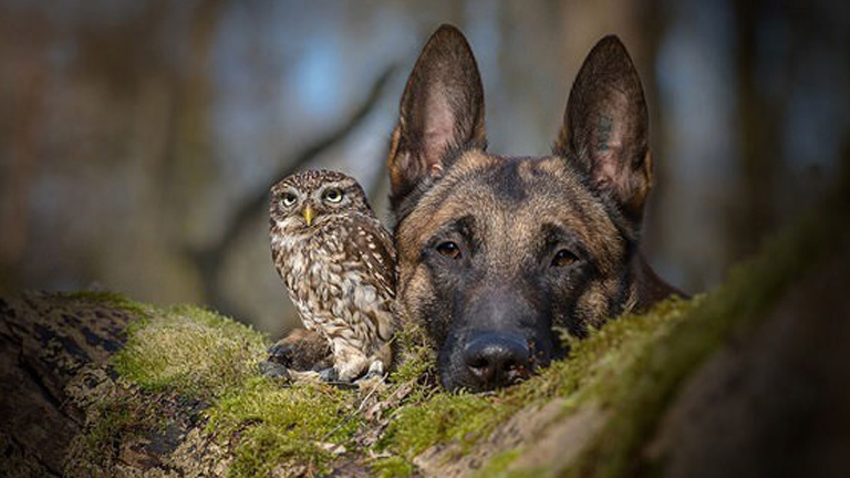 Szokatlan barátság: a kutya és a bagoly