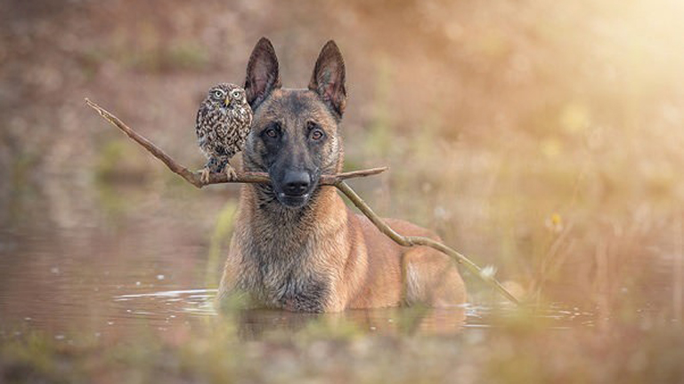 Szokatlan barátság: a kutya és a bagoly