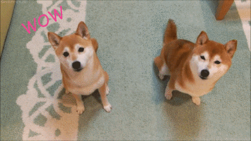 22 dolog, aminek az emberek és a kutyák is ugyanúgy örülnek