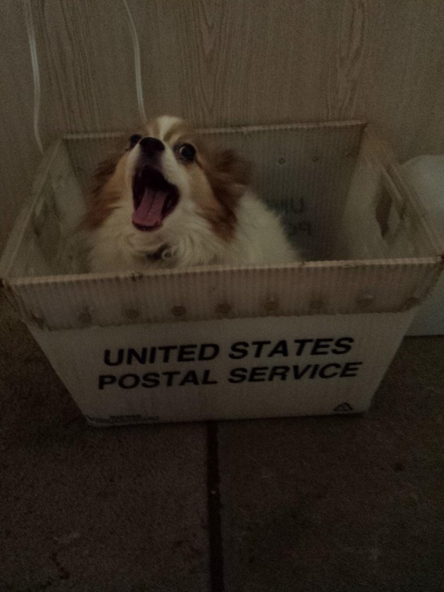 22 dolog, aminek az emberek és a kutyák is ugyanúgy örülnek