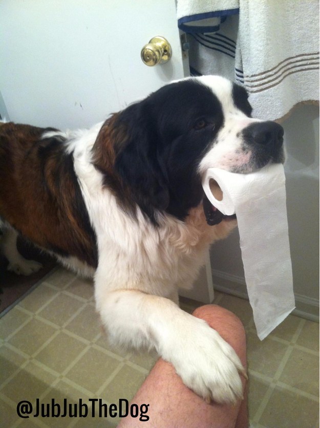 22 dolog, aminek az emberek és a kutyák is ugyanúgy örülnek