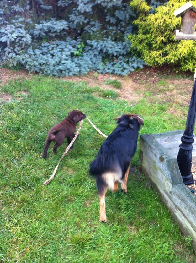 22 dolog, aminek az emberek és a kutyák is ugyanúgy örülnek