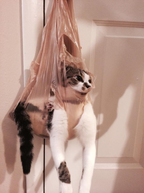 23 macska, akik hasznos tanácsokkal látnak el az élet minden területén - vicces képek 23 macska, akik hasznos tanácsokkal látnak el az élet minden területén - vicces képek