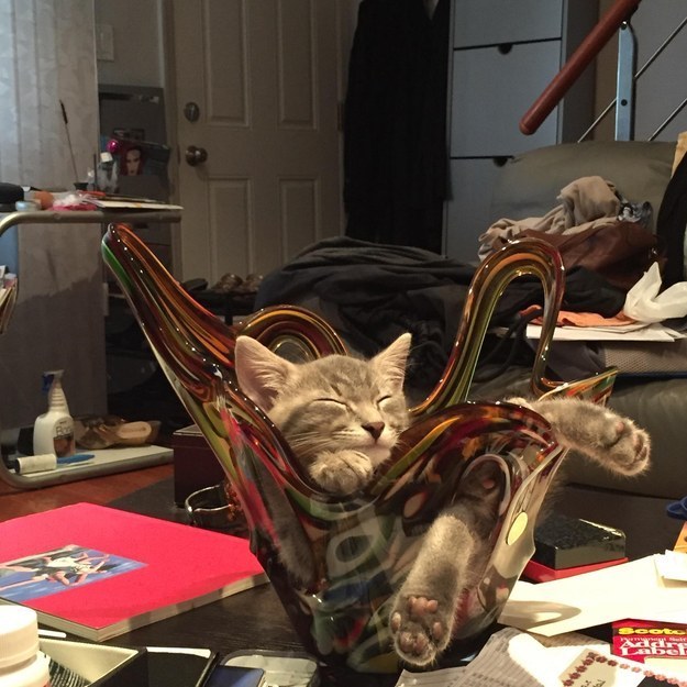 23 macska, akik hasznos tanácsokkal látnak el az élet minden területén - vicces képek 23 macska, akik hasznos tanácsokkal látnak el az élet minden területén - vicces képek