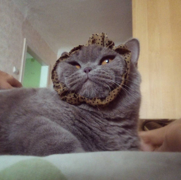 23 macska, akik hasznos tanácsokkal látnak el az élet minden területén - vicces képek 23 macska, akik hasznos tanácsokkal látnak el az élet minden területén - vicces képek