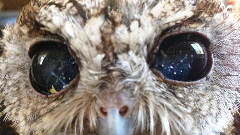Hihetetlen képek: vak bagoly, akinek az univerzum látszik a szemében