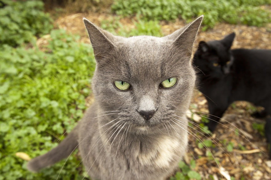 Íme a macskamennyország 