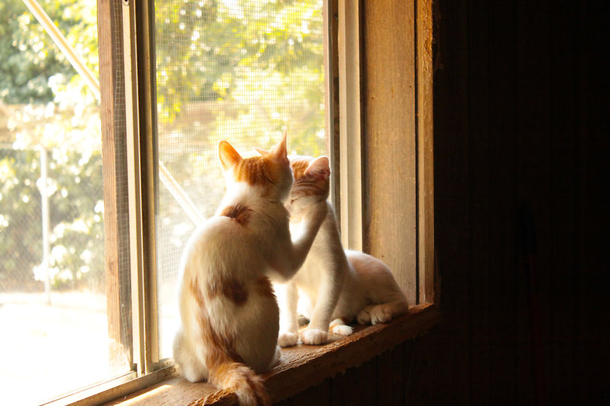 Íme a macskamennyország 