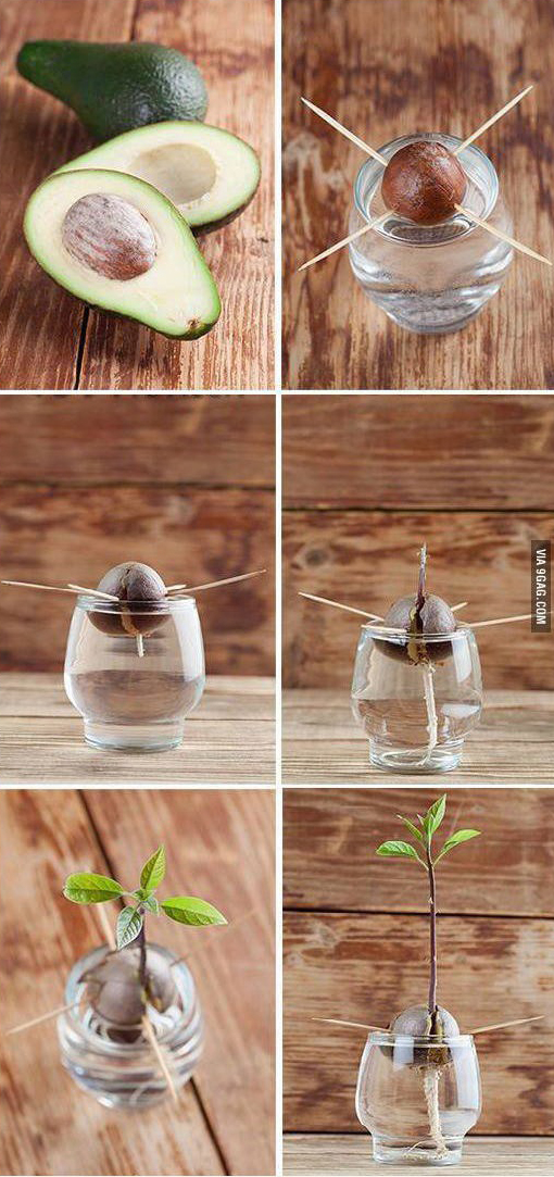 Így nézett ki az interneten elterjedt fotó az avokádó növény növesztéséről