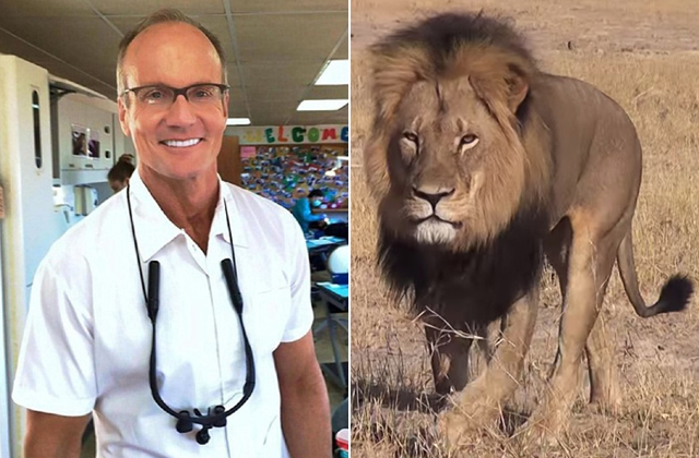 Ejtették a vádat Cecil, az oroszlán gyilkosa ellen