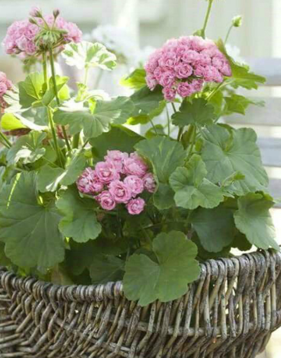 Hogyan teleltessük át a muskátlit? Hogyan teleltessük át a muskátlit?