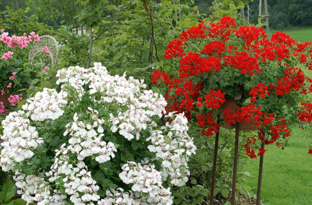 Hogyan teleltessük át a muskátlit? Hogyan teleltessük át a muskátlit?