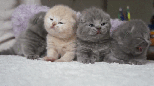 17 ici-pici macska csapat, akik leigázzák a világot annyira cukik - gifek