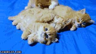 17 ici-pici macska csapat, akik leigázzák a világot annyira cukik - gifek