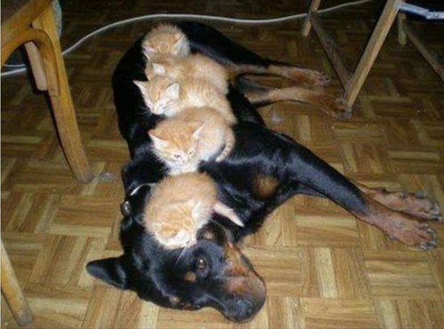 17 ici-pici macska csapat, akik leigázzák a világot annyira cukik - gifek