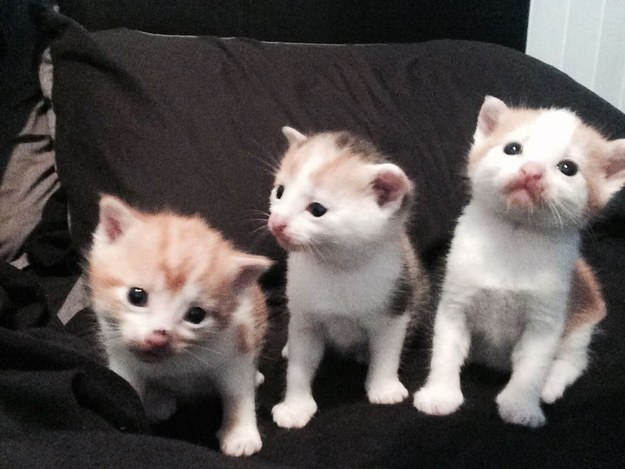 17 ici-pici macska csapat, akik leigázzák a világot annyira cukik - gifek