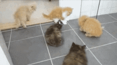 17 ici-pici macska csapat, akik leigázzák a világot annyira cukik - gifek