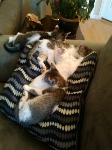 17 ici-pici macska csapat, akik leigázzák a világot annyira cukik - gifek